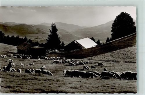 Todtnau Knöpflesbrunn Almgasthaus Schafherde
