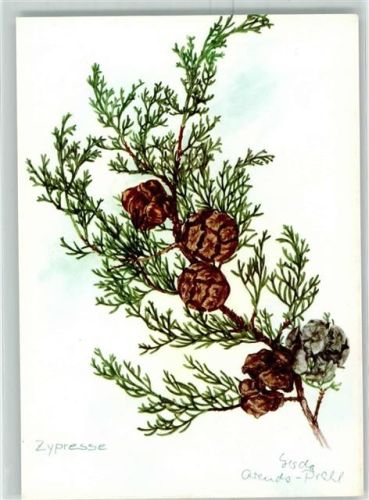 Michel Kunstverlag Nr. 1076 Zypresse Baum Künstlerkarte