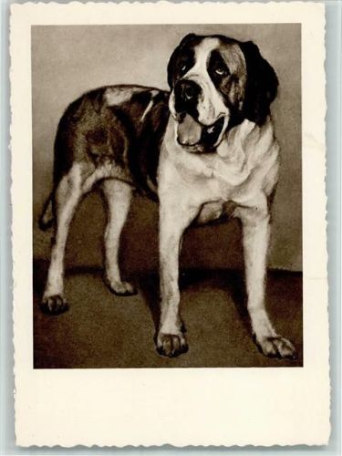 Serie Der schöne Rassehund Nr. 34 AK