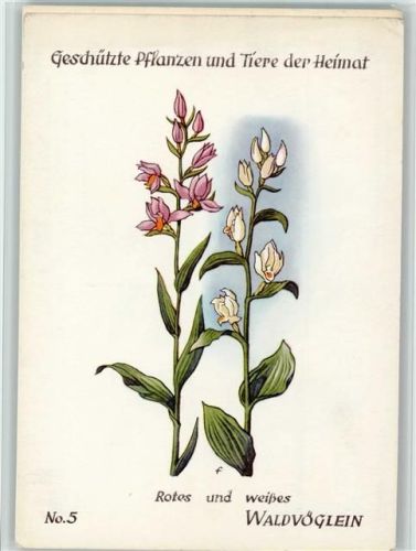 Nr. 5 - Serie Geschützte Pflanzen und Tiere - Verlag Jugendherbergswerk - Entwurf Feuerstein , gute Erhaltung