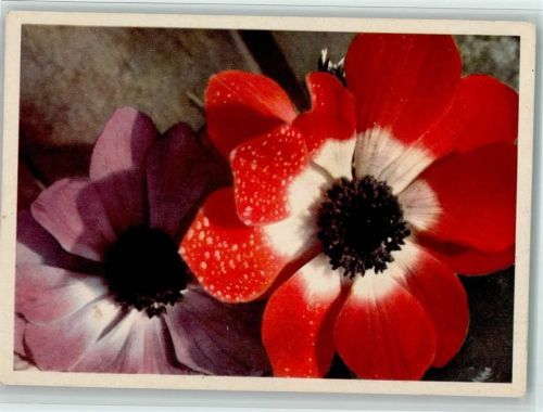 Verlag Schwerdtfeger - Anemonen, Blumen AK