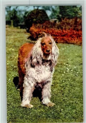 Nr. 7 Afghan Windhund - Edition Stehli