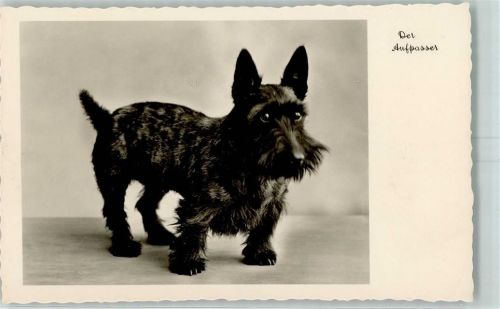 Der Aufpasser Scotish Terrier AK