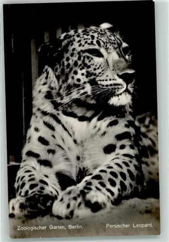 W1000 Berlin Mitte Zoologischer Garten Persischer Leopard Raubkatze