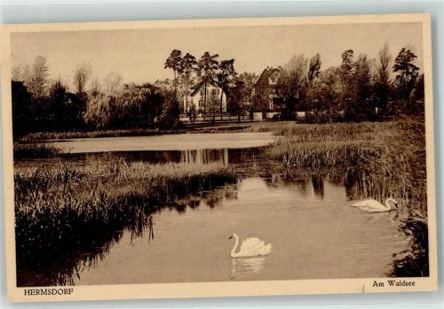 Hermsdorf Waldsee Schwäne