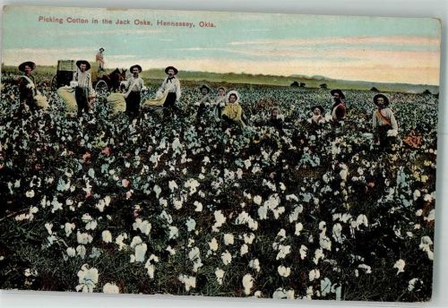 1913 - Picking Cotton in the Jack Oaks, Landwirtschaft Hennessey