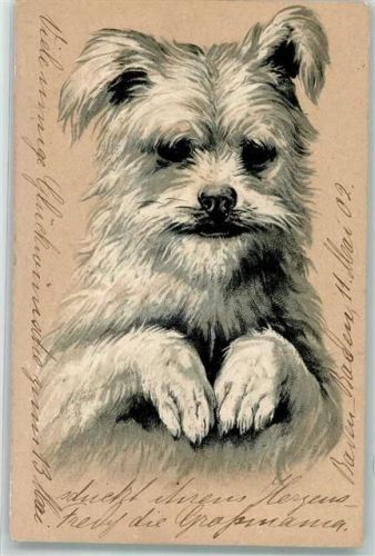 1902 Border Terrier Lithographie