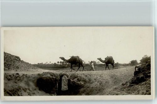 Camelroad in Egypt Kamelstraße in Ägypten