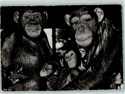 Zürich 1955 Schimpansen Mary und Lulu - Zoo