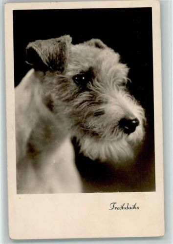 Frechdachs - Foto ca 1937 AK Terrier