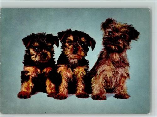 Yorkshire Terrier Welpen ca 1965 AK