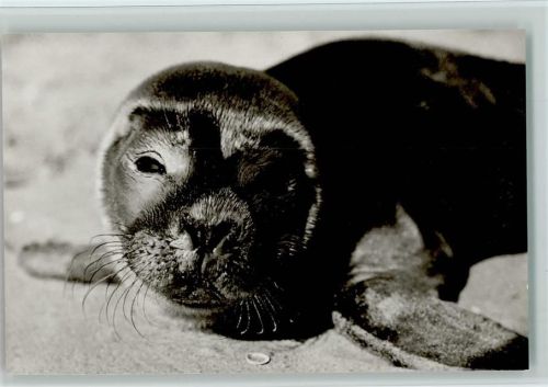 Junger Seehund am Nordseestrand 1960 Foto AK
