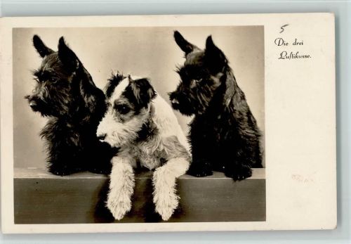 Die drei Luftikusse 1941 Foto AK Terrier