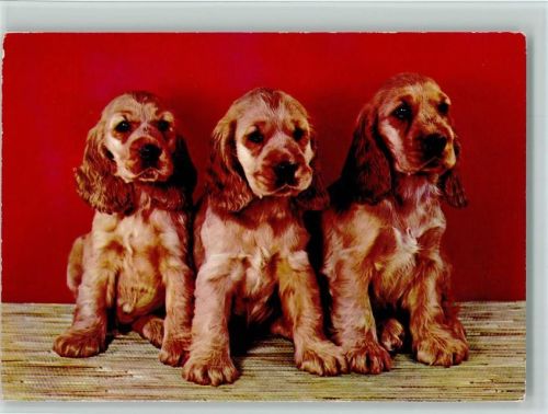 Cockerspaniel Welpen ca 1965 AK