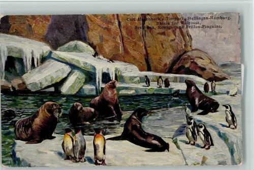 Bassin der Walrosse 1913 AK