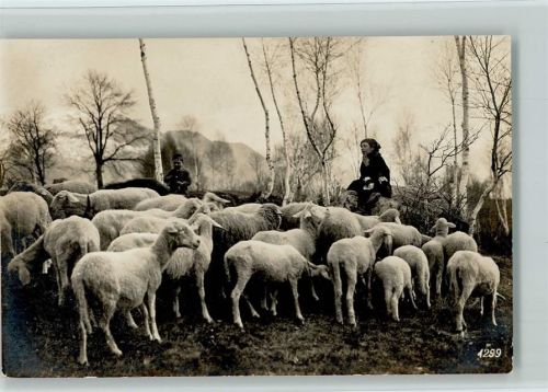 Foto AK Schafherde und Hirten ca 1925 AK
