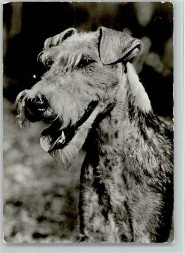 Drahthaar Foxterrier 1980 AK