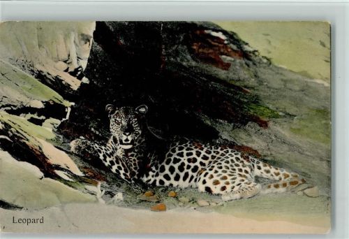 Leopard - Nr. 44 Originalaufnahmen und Verlag Wywias Windhuk Raubkatze