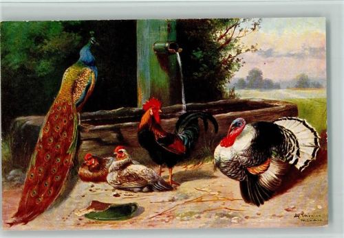 Pfau , Hühner und Puter - Geflügel