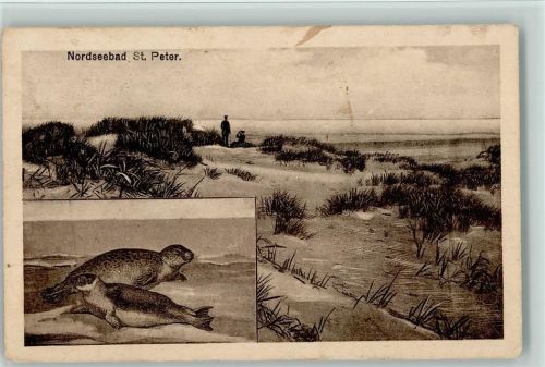 W2252 Sankt Peter-Ording Dünenlandschaft , Robben 1922 AK Robbe
