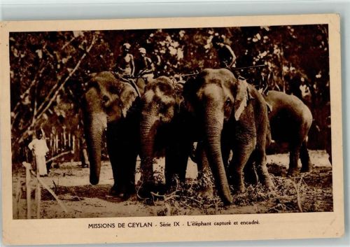 Mission in Ceylon - Serie IX Arbeits-Elefanten