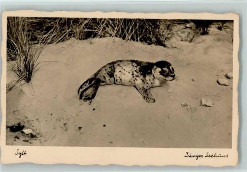 Sylt, junger Seehund ca 1936 Foto AK