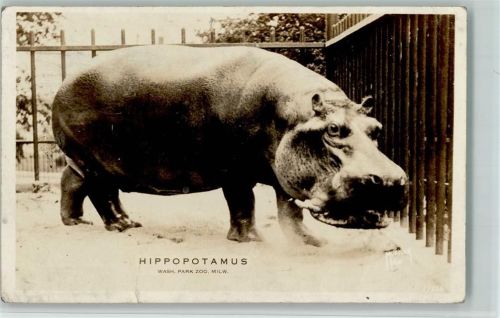 1929 Nilpferd - Hippopotamus - Wash. Zoo, Milwaukee