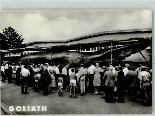 1966 Goliath Riesenwal gefangen 1954 in Trondheim