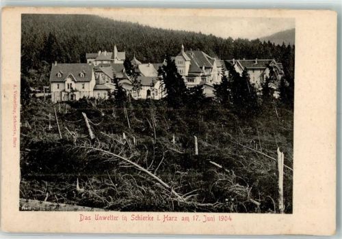 Schierke 1904 Unwetterkatastrophe 1904 Entwuzelte Bäume