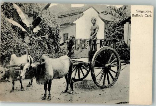 Singapore 1905 Foto AK Ochsenkarren Tracht