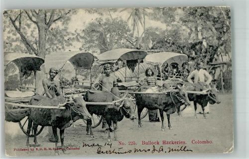 Colombo Tracht Bullock Hackeries