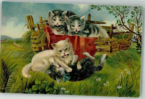 Katzen Spiele im Garten
