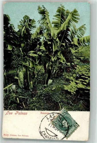 Las Palmas de Gran Canaria Bananen Stauden Marke bildseitig