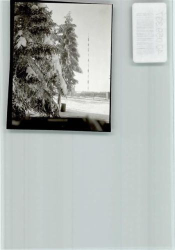 Torfhaus Tannen im Schnee