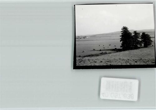 Holzhausen Kuhherde