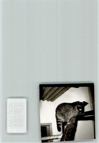 Beverungen Waschbär