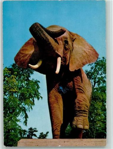 Elefant hebt das Bein