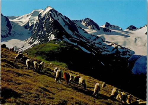 Obergurgl Bergschafe auf der Hohen Mut im Ötztal Tirol