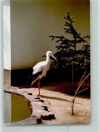 68519 W6806 Viernheim FOTO KEINE AK Storch