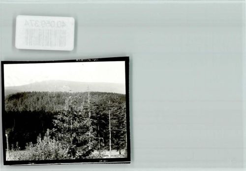 Torfhaus Wald