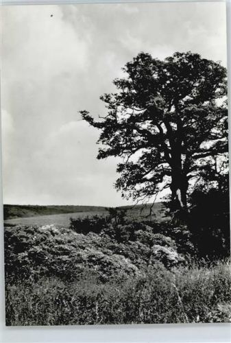 Echte Feld Baum