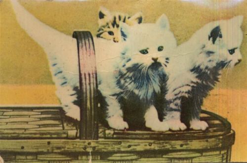Quitsch-Karte, Katzen