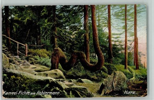 1911 Kameel Fichte am Achtermann im Harz , gute Erhaltung