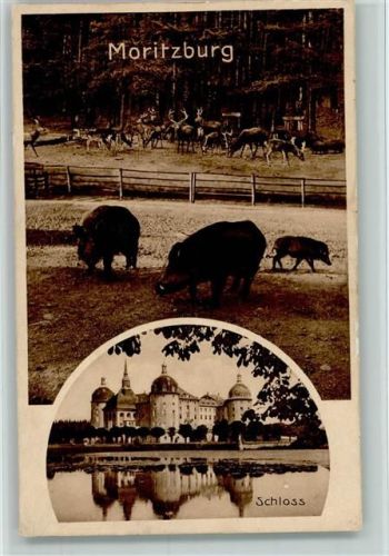 Moritzburg Schloss Wildschweine