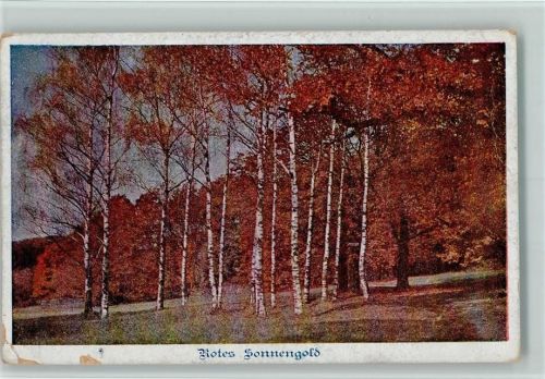 1919 Birkenwald - Rotes Sonnengold AK
