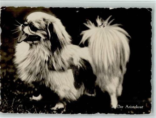1936 Der Aristokrat AK