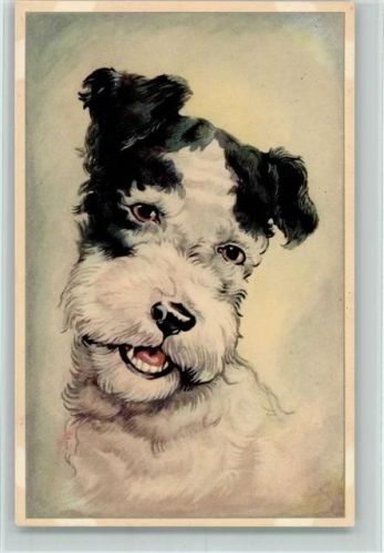 Jack Russell Terrier