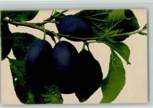 1921 Nr. 705 , Früchte, Farbenlichtdruck - sehr gute Erhaltung AK