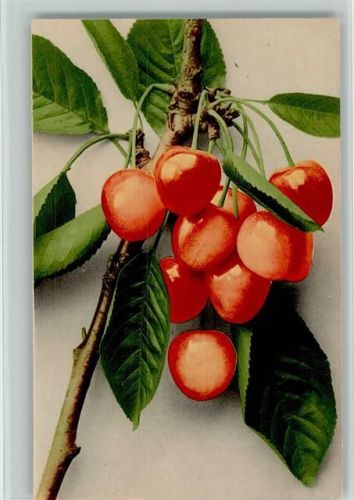 1910 Früchte Farbenlichtdruck Nr. 720 AK