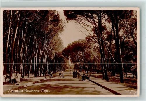 Newlands - Avenue at